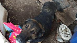 Farmer in the Midlands banned from owning pets following discovery of dead animals