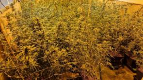 Three males charged following seizure of &euro;700,000 worth of cannabis in Roscommon