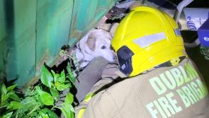 Firefighters reunite trapped dog with 'worried' family