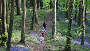 Offaly to play host to long running walking festival next weekend