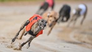 Gone to the dogs: Five Offaly winners