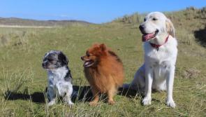 Roscrea half-price neutering scheme ends next week