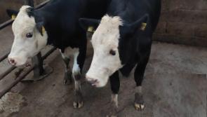 Portumna Mart reopens with strict 'no credit policy'