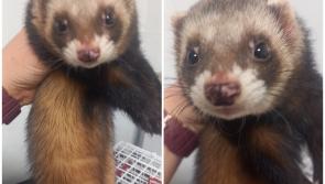 Bizarre incident as Offaly locals save ferret from crow attack on main street