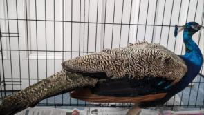 Fowl play? Offaly Gardaí appeal for owner of peacock found on the loose in Birr