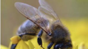 Workshop to be held by Offaly beekeeper on rearing the native Irish honey bee queen