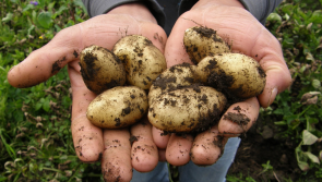 Organic veggie farm seeks permission to expand in Offaly