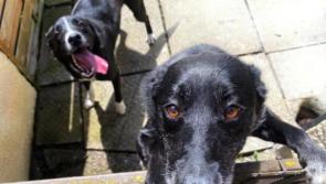 Can you help? Offaly SPCA urgently looking for new home for 'best friends' Percy and Poppy