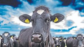 'An absolute disgrace' - Average dairy farmer earning 'well below' minimum wage, ICMSA President says