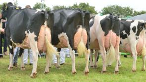 Three dairy breeds are making their way to Offaly to compete in Ireland's biggest show