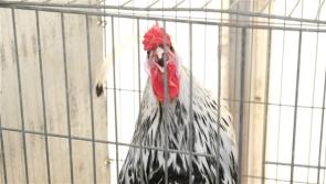 Experience the cackling and cooing of the poultry marquee at Tullamore Show