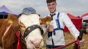 Tullamore Show is the 'Cattle Olympics' but income crisis a 'threat' to the sector