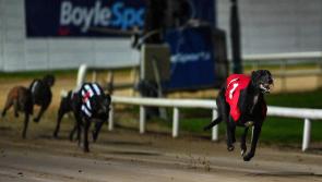 Gone to the dogs: Ten Offaly winners