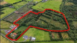 Rare opportunity in Offaly to purchase long-established blueberry farm