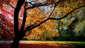 Discover the beauty of autumn on Orange Hill with Roscrea Trailblazers