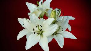 Offaly councillors extend sympathy to families of recently deceased in area