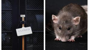 Popular takeaway in Tipperary forced to close after rats seen running around premises 