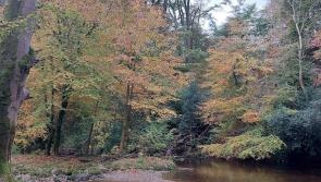 OPINION (AN COLÚN): A sense of loss and hope during Autumn