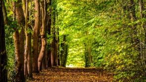 OPINION (AN COLÚN): Portumna survey reveals our deep love of woodland