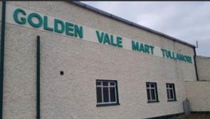 CALLED OFF: Weanling sale at mart in Offaly cancelled tonight due to weather