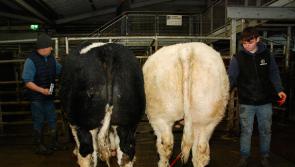 PICTURES: All the action from the Roscrea Fatstock Show and Sale