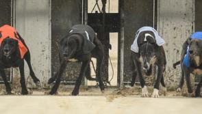 Great performances from Offaly dogs in week's greyhound racing