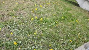 Admired daffodils destroyed along canal bank in Tullamore