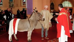 Donkey blessed in Midlands Church for Palm Sunday