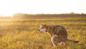 Councillor slams dog fouling on Offaly Greenways