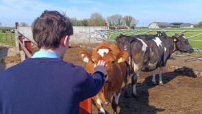Offaly students learn the science behind dairying on farm visit