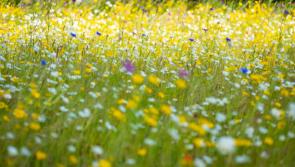 Offaly local authority inviting people to join in a celebration of nature 