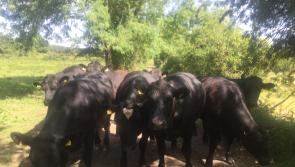Offaly TD expresses concern as farmers still report fear to engaging with regulator