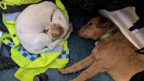 Man from the Midlands arrested in Wales on suspicion of stealing dogs and a BMW X5