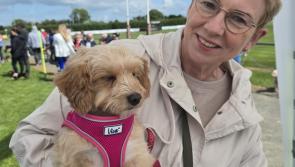 PICTURES: Roscrea Family Dog Show - a 'pawsome' day for all the family 