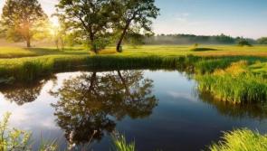 Learn how to create your own wildlife pond in Shinrone Workshop