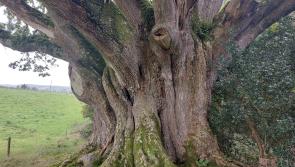 OPINION (AN COLÚN): Ireland's ancient forests are remembered in stunning new book