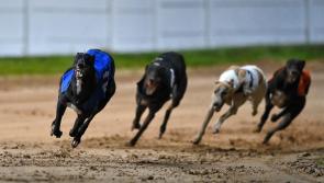 Gone to the dogs: Good wins for Offaly greyhounds