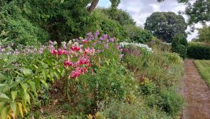 Take a guided tour of well known Offaly House & Gardens for Heritage Week