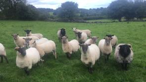 Offaly woman asks why have farmers become the whipping boys and girls