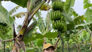 Globe-trotting Offaly woman is living the dream