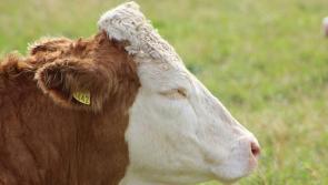 Offaly farmer among participants in major conference on sustainable agriculture