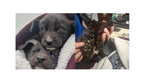 'Thrown out like rubbish'- Animal rescue horrified at condition two puppies found in 