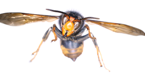 Ireland’s battle with invasive species intensifies as ‘Asian Hornet’ adds a new layer of concern