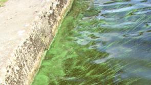 North Tipp Councillor slams Lough Derg Pipe as an 'Ecocide project'