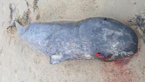 'Remarkable' that whale species never before seen in Ireland has washed up dead