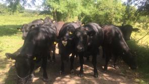 Chinese market reopening for Irish beef a vital step for farming sector stresses Offaly TD