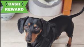 Help a distraught family find their beloved pet believed lost in Offaly