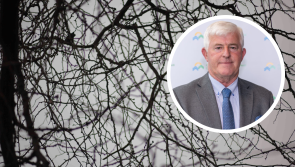 Overgrown trees posing &lsquo;serious risk&rsquo; in Offaly in &lsquo;age of environmentalists&rsquo;