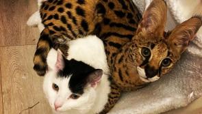 Appeal for information on very unique and much loved pet missing in Offaly