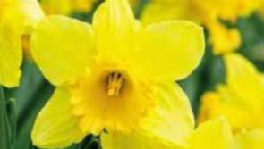 Daffodil Day in Roscrea
